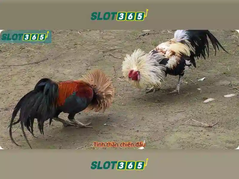 Slot365: Nền tảng đánh bạc trực tuyến nổi bật