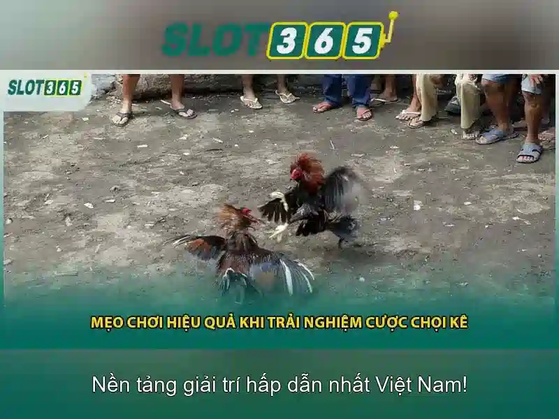Slot365: Đánh giá và Trải nghiệm trên nền tảng cá cược trực tuyến
